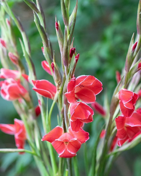 Gladiole Atom| Peter Nyssen | Kaufen Sie Blumenzwiebeln und Pflanzen Online
