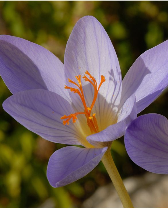 Crocus Speciosus Cassiope | Peter Nyssen | Koop bloembollen en planten  online