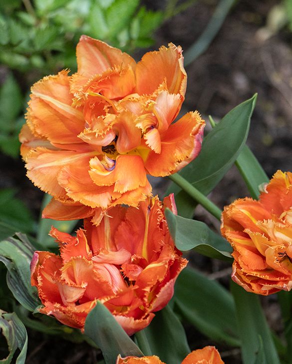 Tulip Royal Centennial Bulbs | Orange Fringed Double Late Tulip