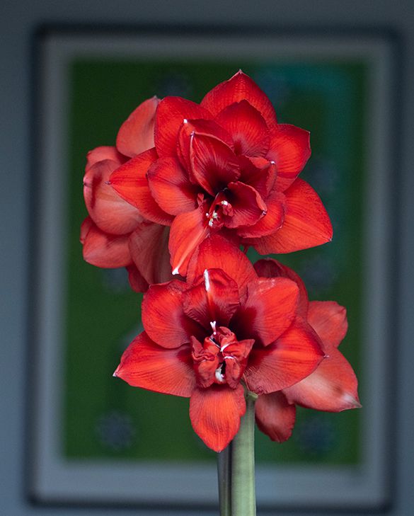 Amaryllis (Hippeastrum) Double King | Peter Nyssen | Buy Flower Bulbs and  Plants Online