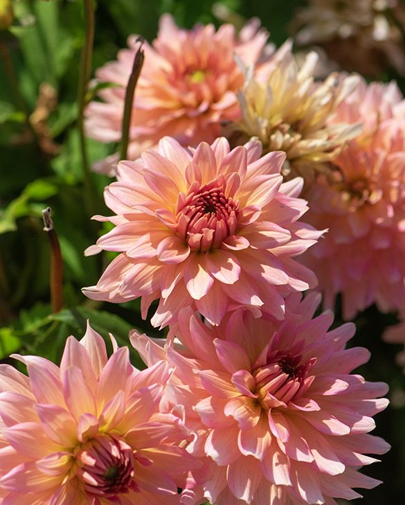 Gallery Dahlia Tubers For Sale | Dahlia Art Deco | Peter Nyssen