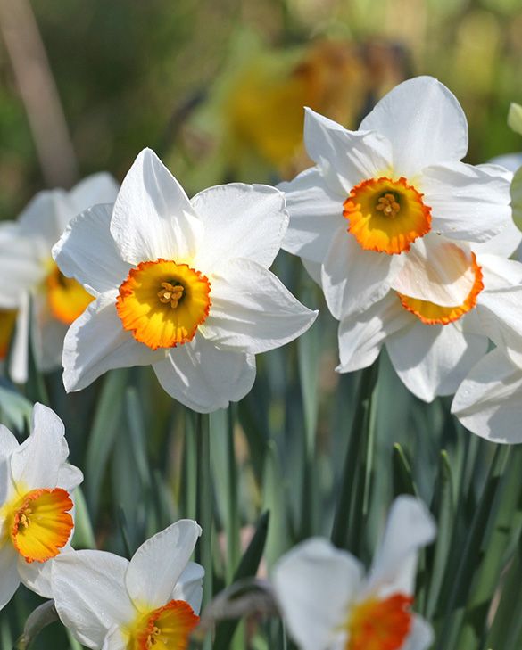 Narcissus Flower Record Bulbs | White and Orange Large-Cup Daffodil | Peter  Nyssen