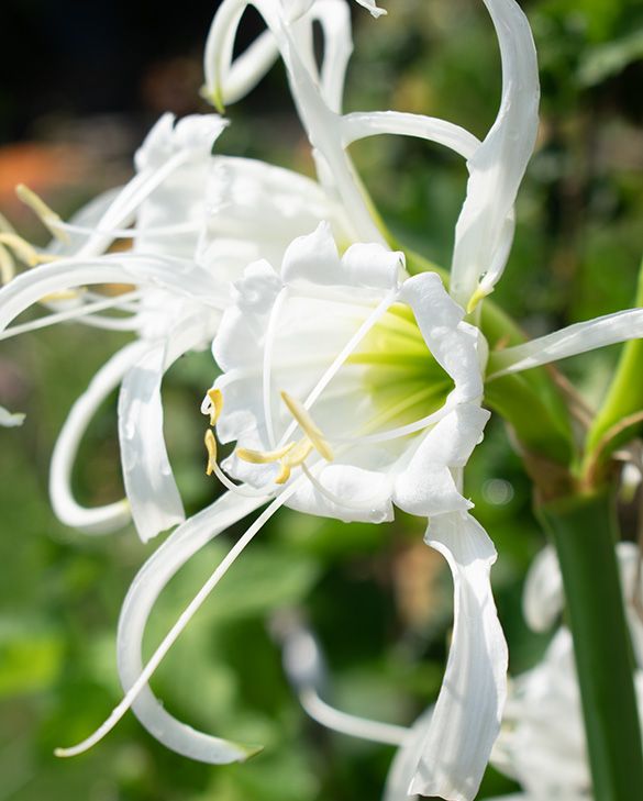 Hymenocallis Festalis (Ismene) | Peter Nyssen | Buy Flower Bulbs and Plants  Online