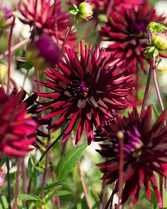 Dahlia Chat Noir Tubers| Peter Nyssen | Buy Flower Bulbs and Plants Online