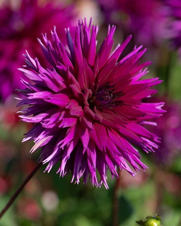 Cactus Dahlia tubers for sale online
