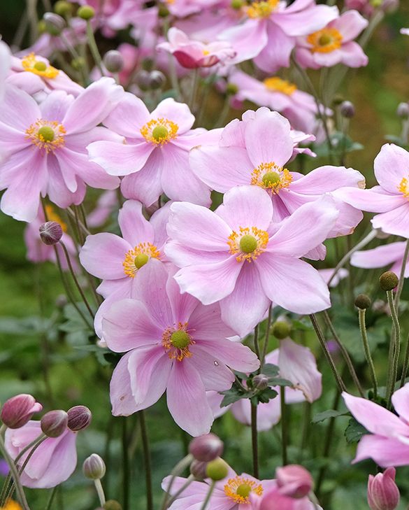 Hardy Perennial Plants Online | Peter Nyssen