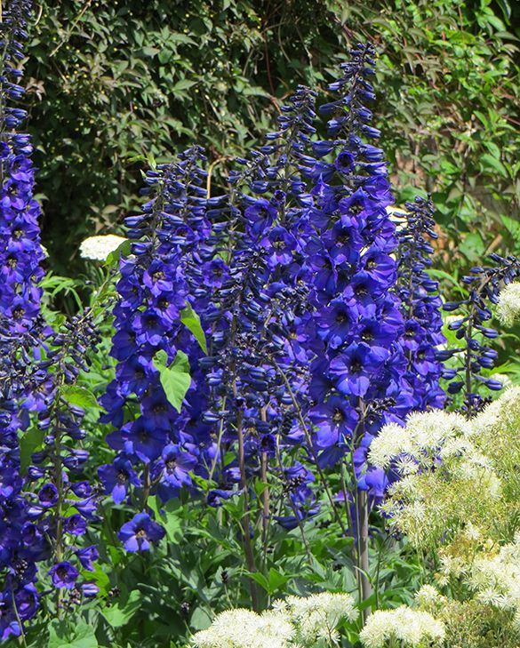 Buy Delphinium Plants | Hardy Perennial Spires | Peter Nyssen