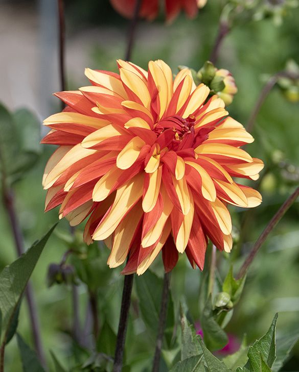 Dahlie Japlou | Peter Nyssen | Kaufen Sie Blumenzwiebeln und Pflanzen Online