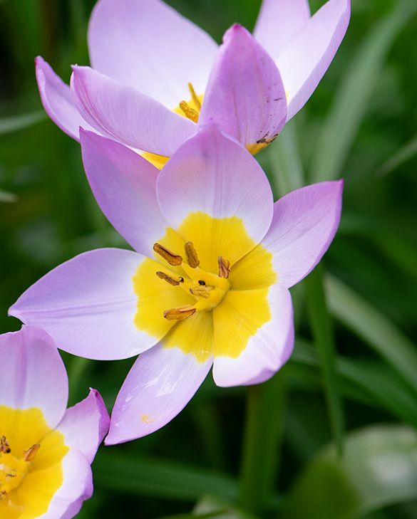 Tulip Bakeri Lilac Wonder Bulbs | Peter Nyssen | Buy Flower Bulbs
