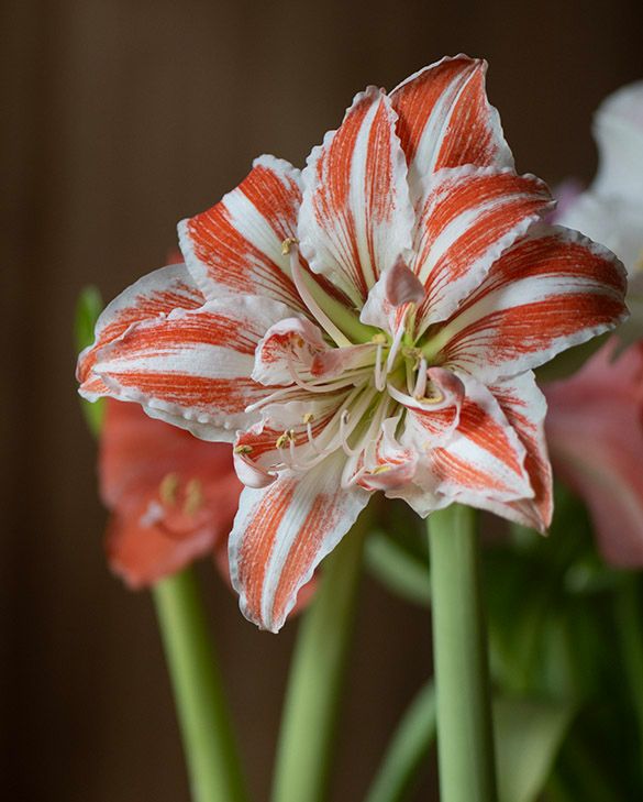 farn samen kaufen Campyloneurum brevifolium SAMEN
