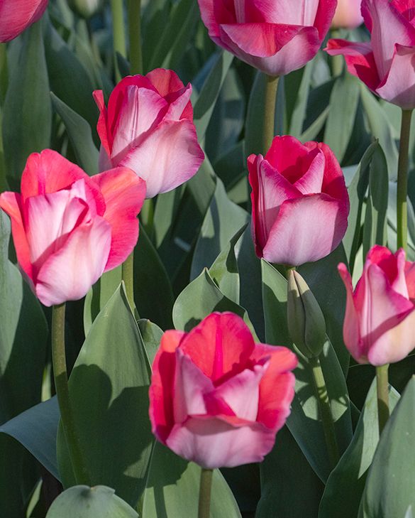 Tulip Pink Sound Bulbs | Darwin Hybrid | Peter Nyssen