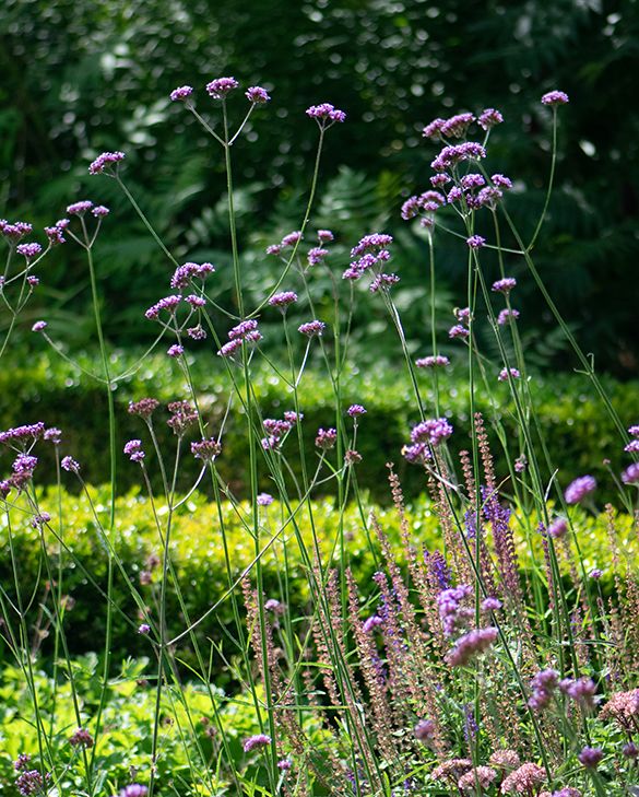 Verbena Bonariensis | Peter Nyssen | Buy Flower Bulbs and Plants Online