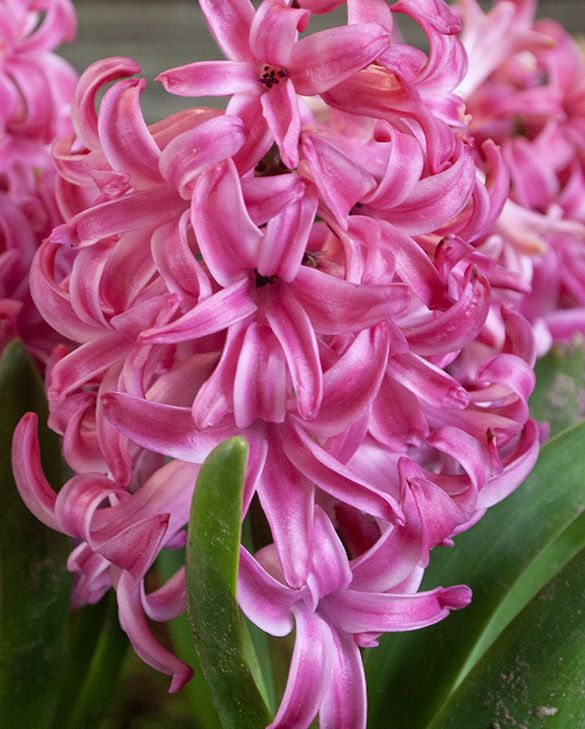 Hyazinthe Pink Pearl | Peter Nyssen | Kaufen Sie Blumenzwiebeln und  Pflanzen Online