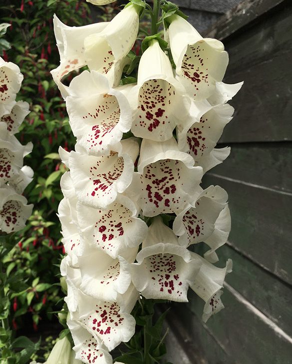 Digitalis Pam's Choice Bare-root perennial | Peter Nyssen | Buy Flower  Bulbs and Plants Online