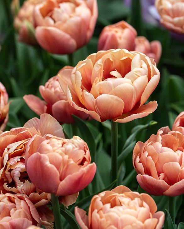 その他 tulip Tulip Copper Image Bulbs | Burnt Orange Double Late Tulip | Peter
