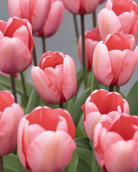 Tulp Pink Impression | Peter Nyssen | Koop bloembollen en planten