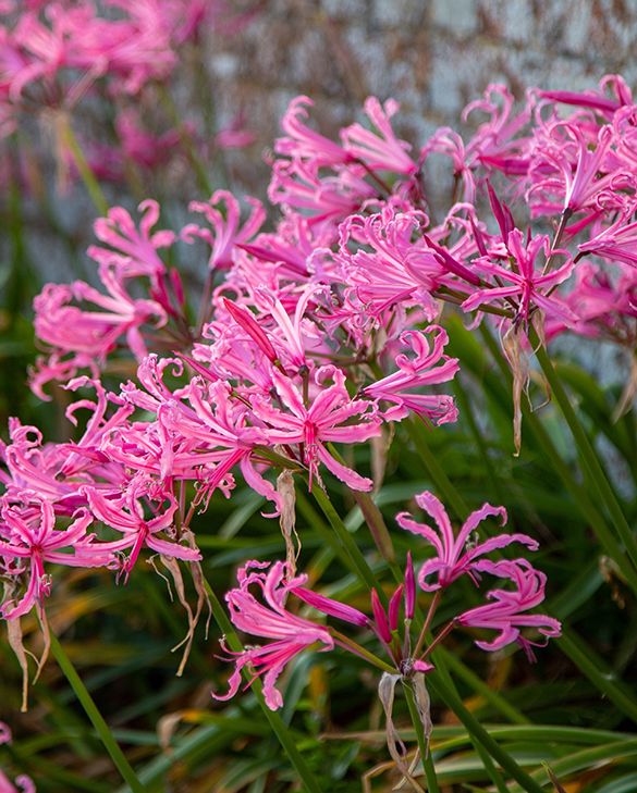 Nerine bowdenii Bowdenii