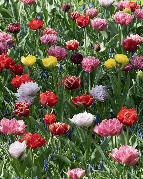 Tulpen Mischung Gefllte Frhe | Peter Nyssen | Kaufen Sie Blumenzwiebeln  und Pflanzen Online