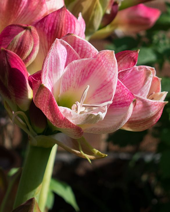 Amaryllis (Hippeastrum) Apple Blossom | Peter Nyssen | Buy Flower Bulbs and  Plants Online