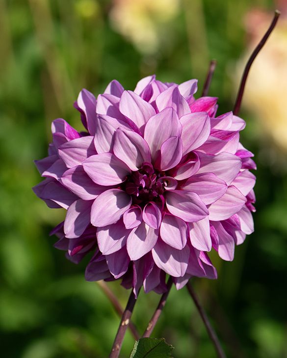 Dahlia Cranberry Classic | Peter Nyssen | Buy Flower Bulbs and