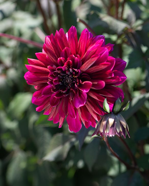 Dahlia Purple Haze Tubers| Peter Nyssen | Buy Flower Bulbs and