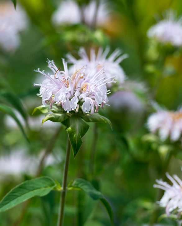 skabiose saatgut Skabiose 'Perfecta Alba' Saatgut – Sommerblume