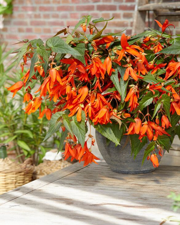 curtain creeper plant Buy Curtain Creeper Plant