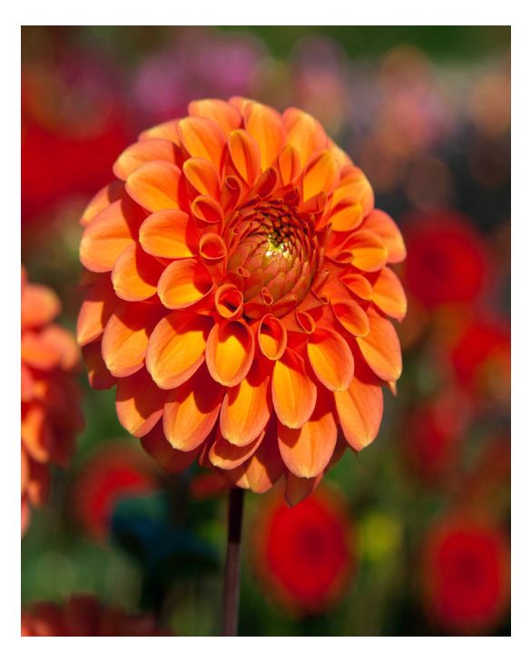 Ｄahlia☆ Preorder Dahlia 'Ferncliff Thunder' | Amsterdam Garden Centre