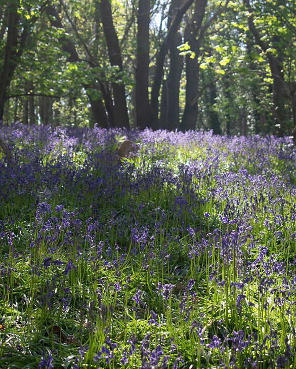 Bulbes HYACINTHOIDES Non-scripta - Jacinthe Des Bois En Vente