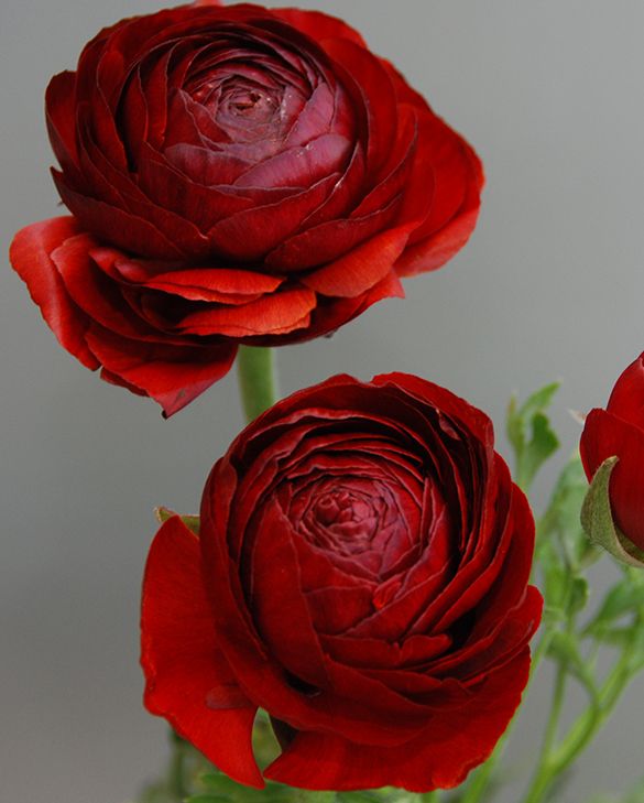 Ranunculus pauline Chocolat | Peter Nyssen | Kaufen Sie Blumenzwiebeln ...