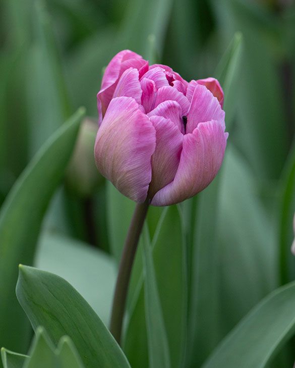 Tulip Rosy Diamond Bulbs | Pink Double Early Tulip | Peter Nyssen