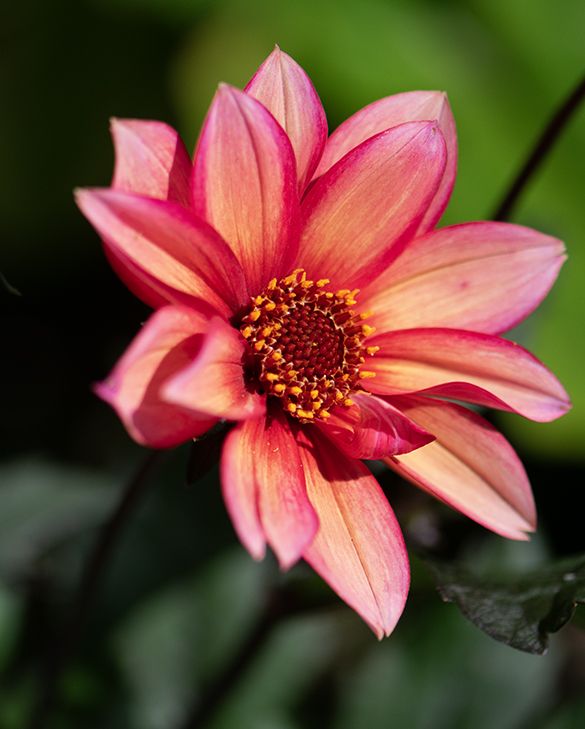 Dahlia Waltzing Matilda Tubers| Peter Nyssen | Buy Flower Bulbs