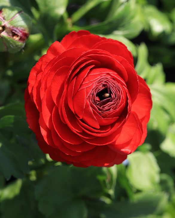 Ranunculus Red | Peter Nyssen | Buy Flower Bulbs and Plants Online
