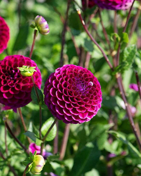 Dahlia Ivannetti  | Peter Nyssen | Buy Flower Bulbs and Plants Online