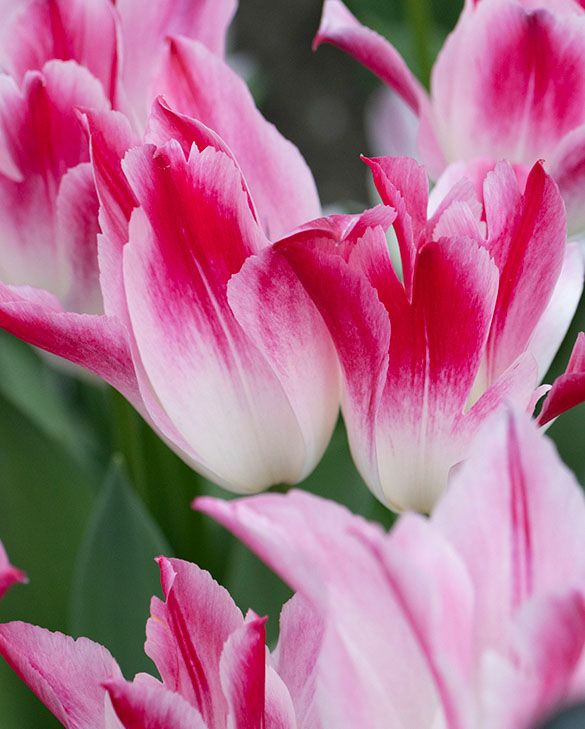 Tulip Whispering Dream Bulbs | Cream and Pink Lily-Flowered Tulip
