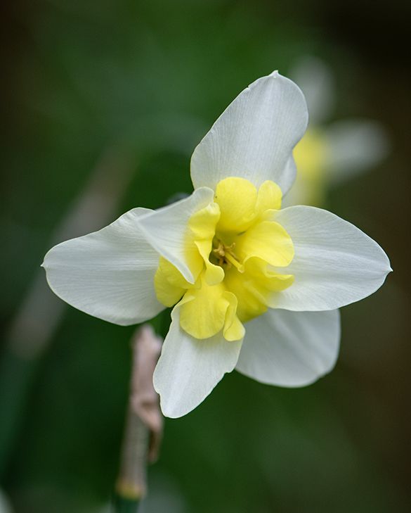 Peter Nyssen Narcissus Bella Estrella - Thumbnail 2