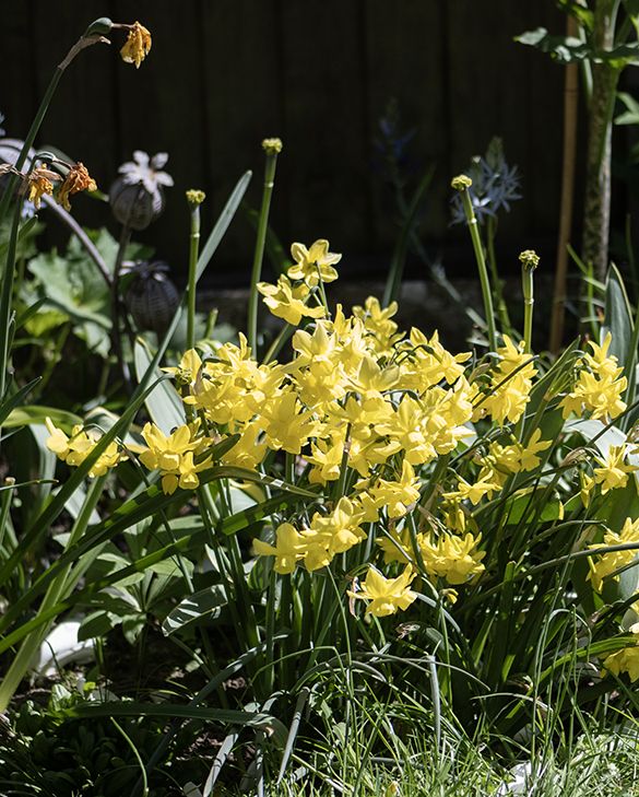 Narcissus Sunlight Sensation Bulbs | Fragrant Multi-Stemmed Yellow