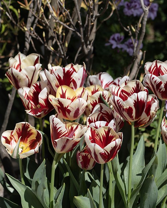 Tulip Grand Perfection Bulbs | Colour-Shifting Triumph Tulip | Peter Nyssen