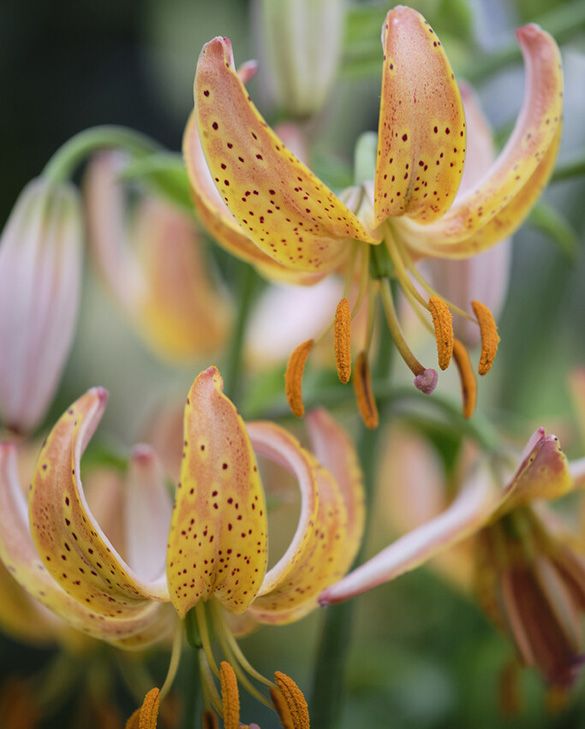 Lilium Peppard Gold | Peter Nyssen | Buy Flower Bulbs and Plants Online