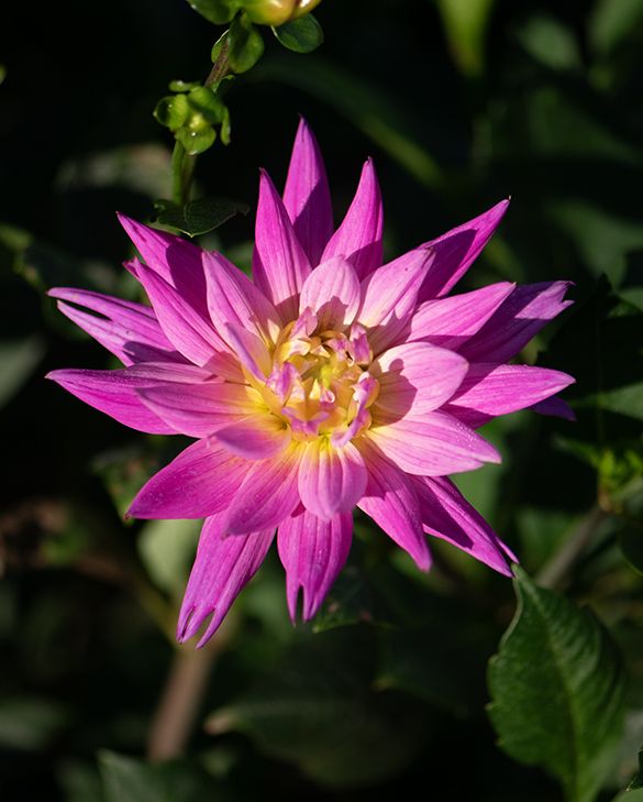Dahlia Pink Corona ® | Peter Nyssen | Buy Flower Bulbs and Plants