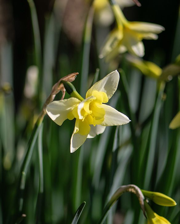 Peter Nyssen Narcissus Bella Estrella - Thumbnail 3