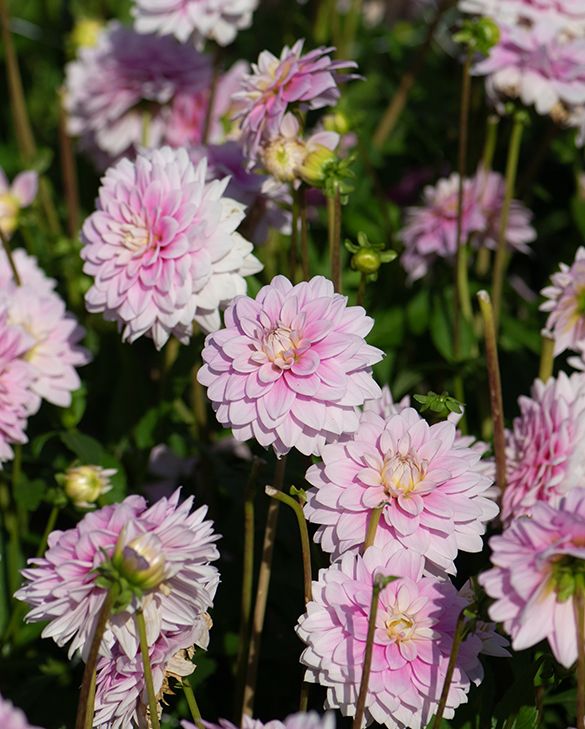 Dahlia Offshore Dream | Peter Nyssen | Koop bloembollen en planten