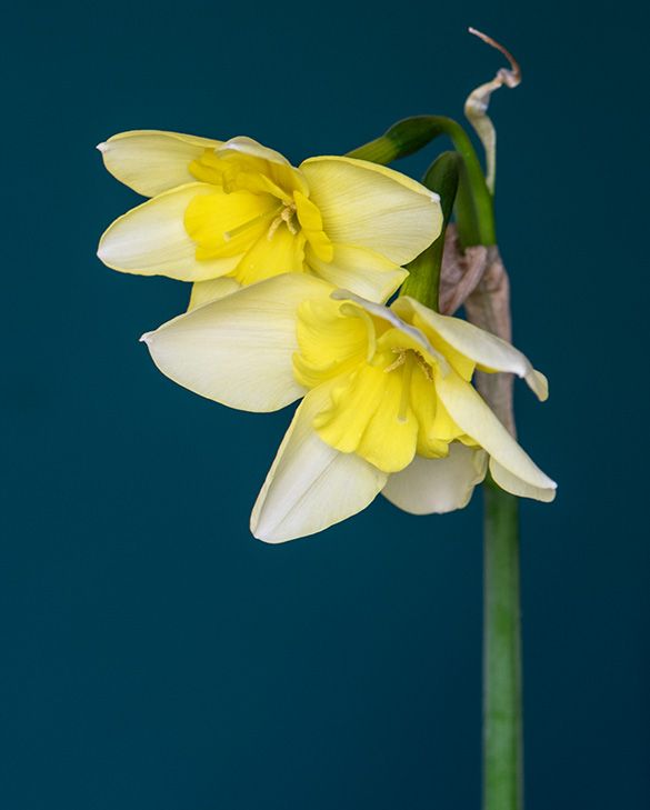 Peter Nyssen Narcissus Bella Estrella