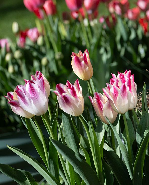 Tulip Whispering Dream Bulbs | Cream and Pink Lily-Flowered Tulip