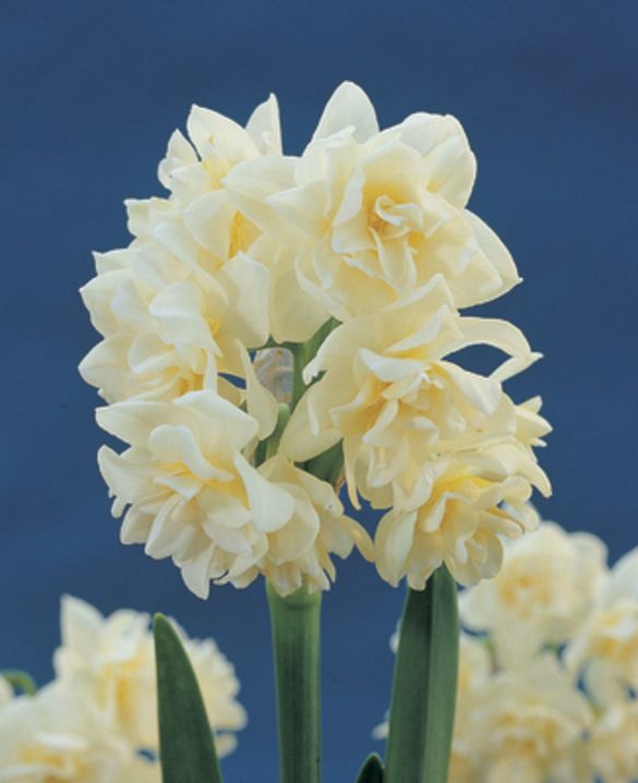 Indoor Flowering Narcissus Erlicheer