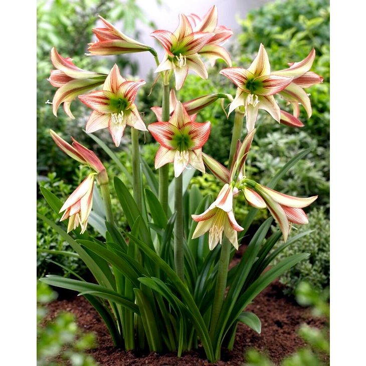 Hippeastrum Colibri Viridi Rascal Bulbs | Peter Nyssen | Buy Flower ...