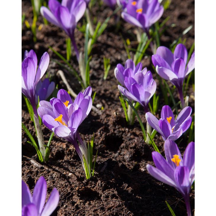 Krokus Crocus Yalta