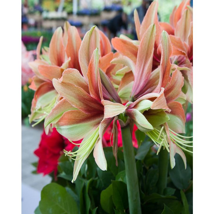 Amaryllis (Hippeastrum) Wild Amazone