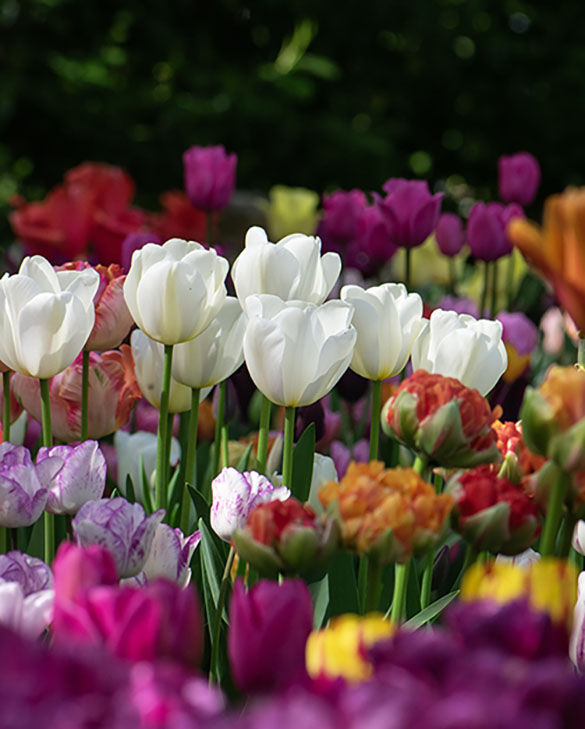 Spring Bulb Sets My Spring Bulb Selection | Best Tulips, Daffodils & More