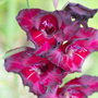 Gladioli Corms